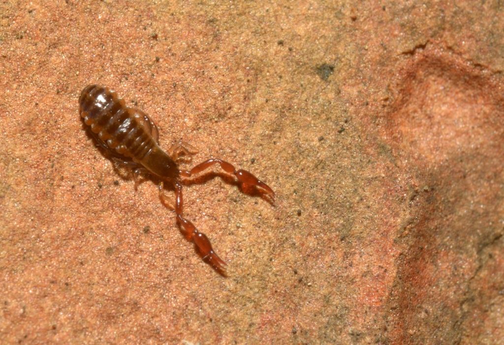 Cheliferidae (probabili Rhacochelifer sp. e Hysterochelifer sp.) e Olpiidae