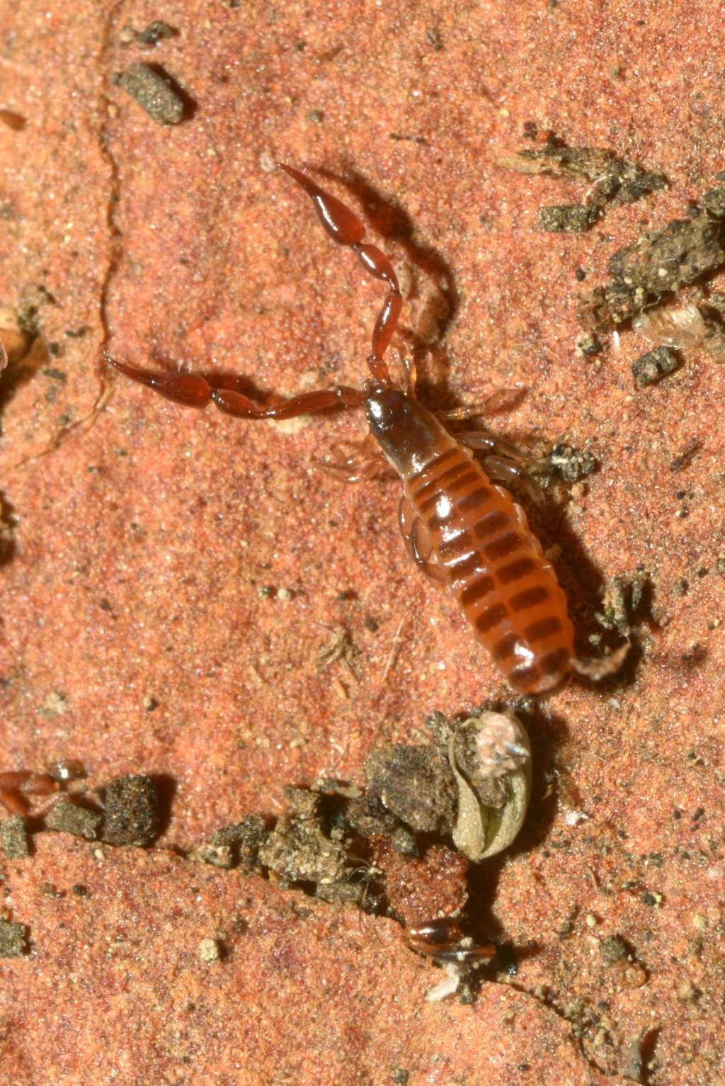 Cheliferidae (probabili Rhacochelifer sp. e Hysterochelifer sp.) e Olpiidae