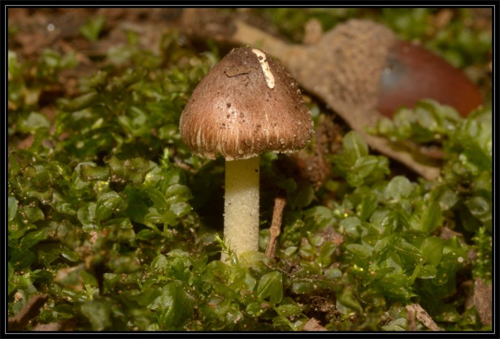 I funghi della Pineta di Castelfusano (Ostia)