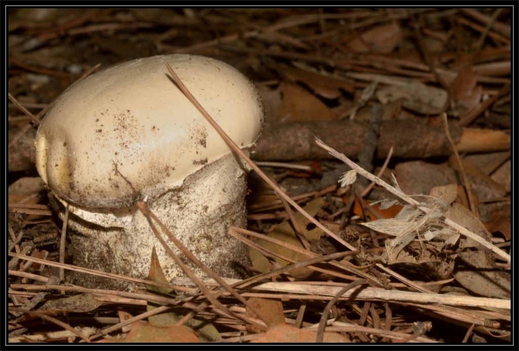 I funghi della Pineta di Castelfusano (Ostia)