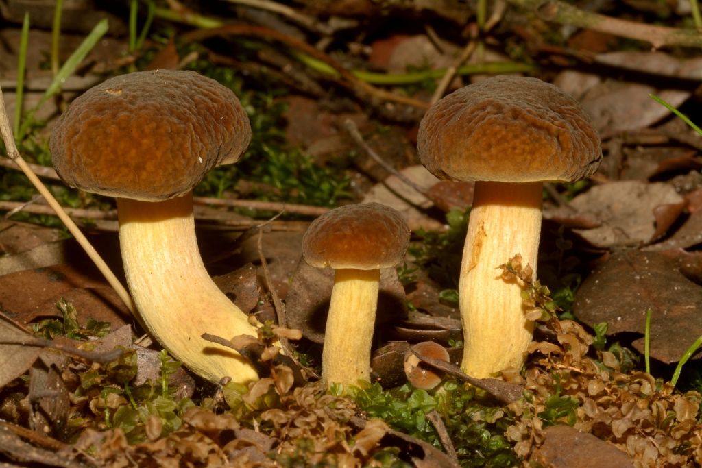 I funghi della Pineta di Castelfusano (Ostia)