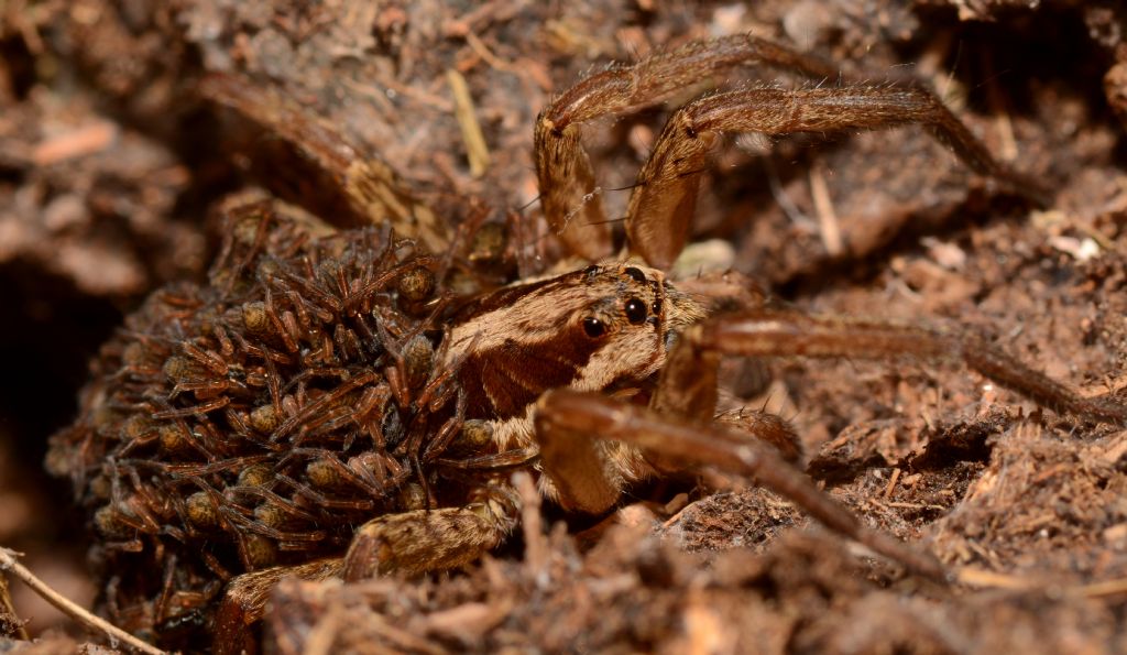 Hogna radiata - Parco Nazionale d''Abruzzo