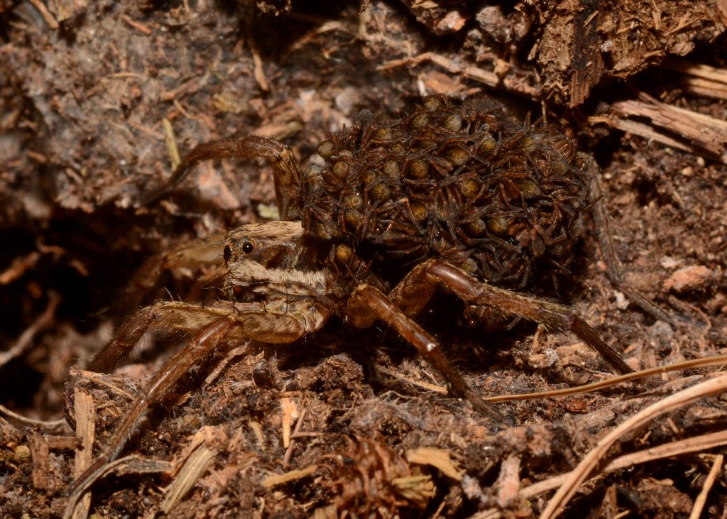 Hogna radiata - Parco Nazionale d''Abruzzo