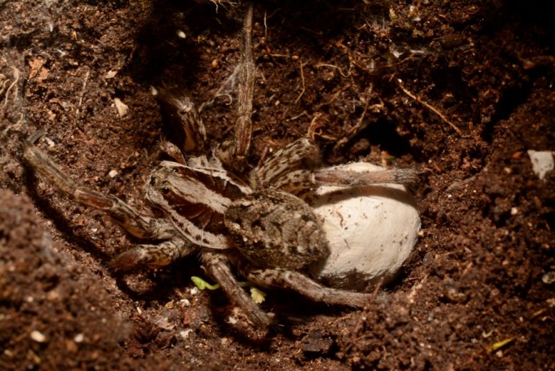 Hogna radiata - Parco Nazionale d''Abruzzo