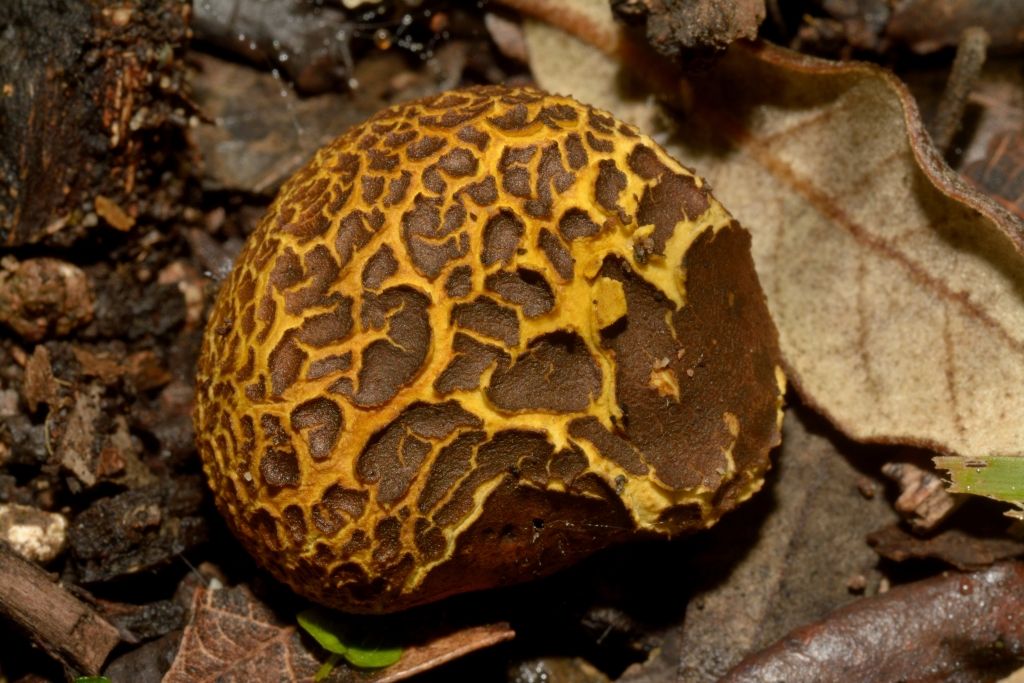 I funghi della Pineta di Castelfusano (Ostia)