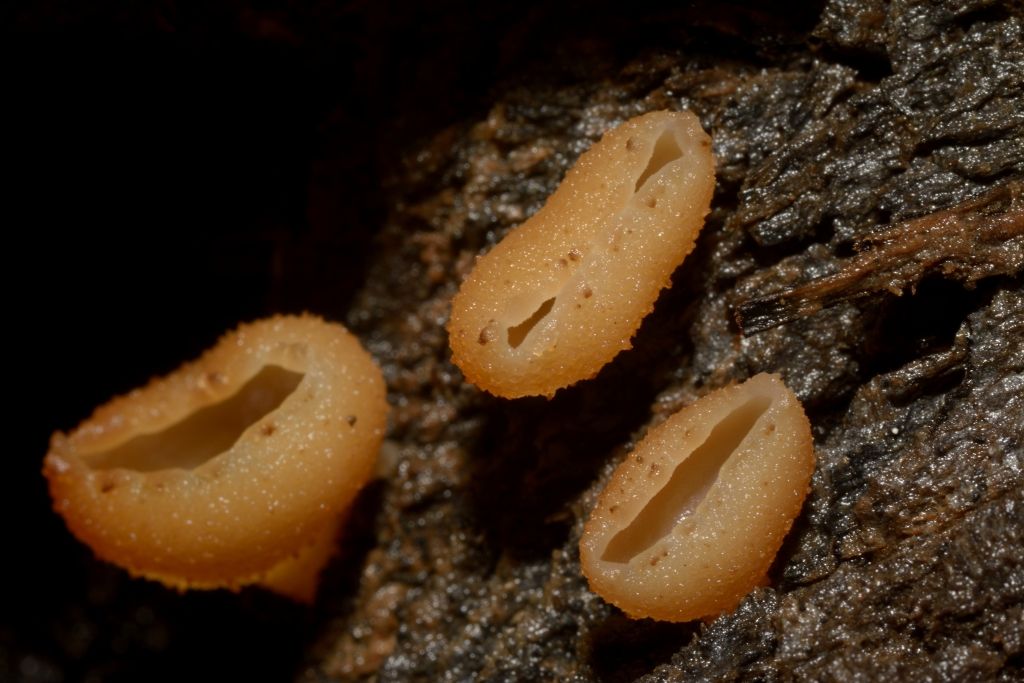 I funghi della Pineta di Castelfusano (Ostia)