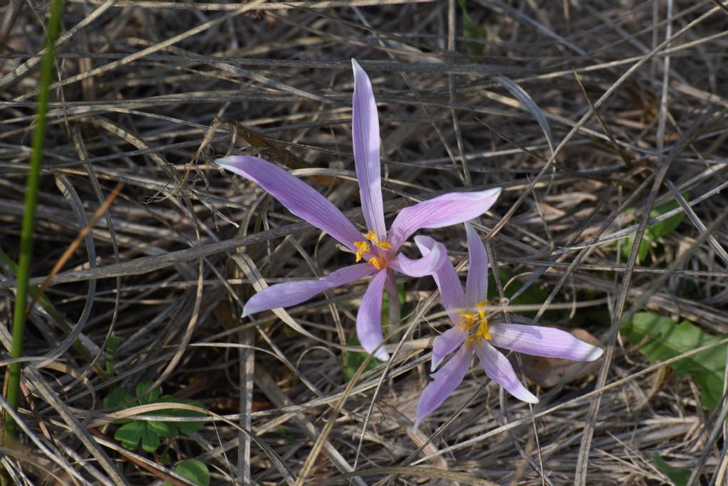 Fiore da determinare - Colchicum sp.