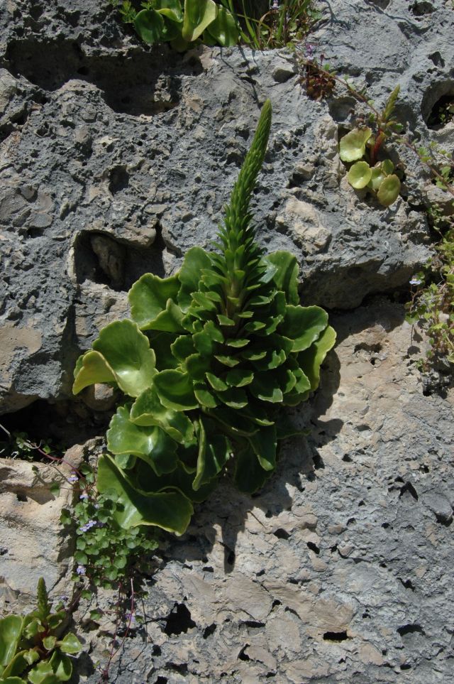 Piante su parete rocciosa 2 - Umbilicus sp.