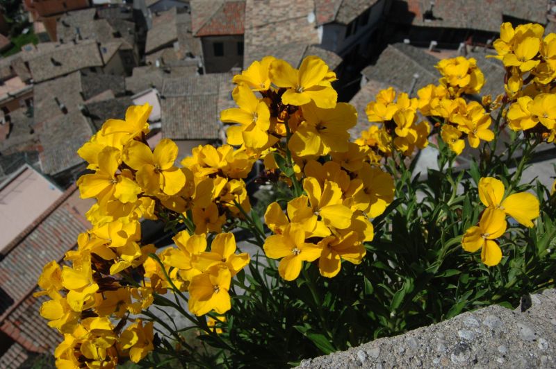 Erysimum cheiri / Violaciocca gialla