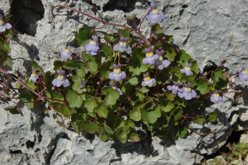 Cymbalaria muralis / Ciombolino comune