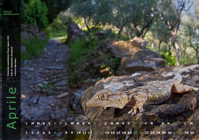 Calendario 2013 di Natura Mediterraneo