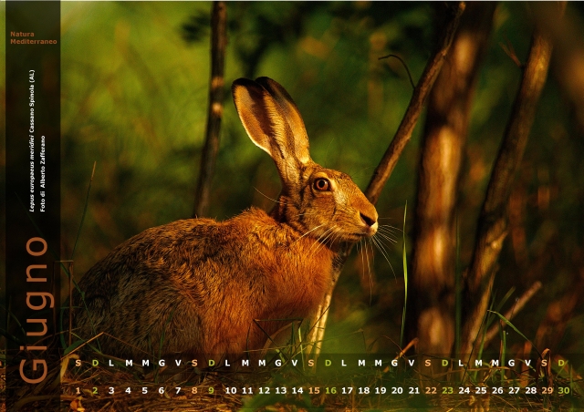 Calendario 2013 di Natura Mediterraneo