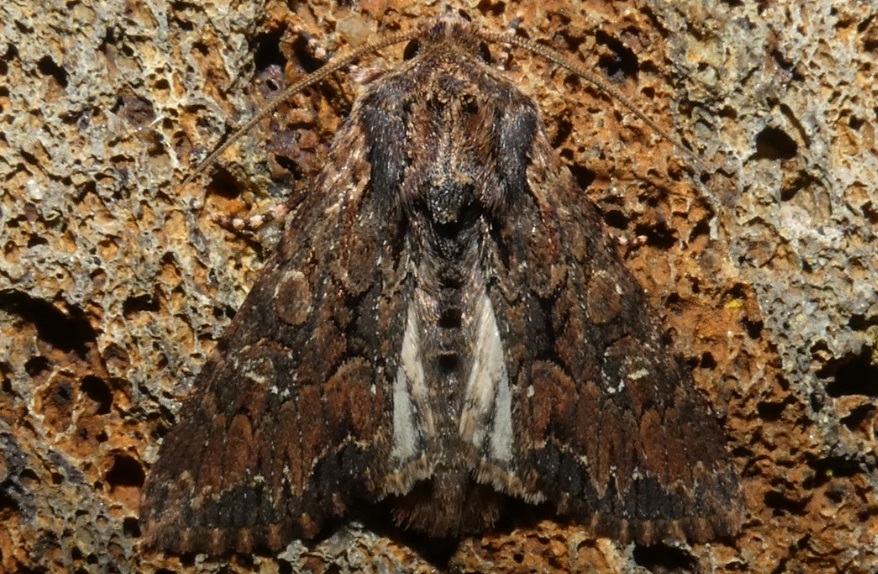 Mniotype cfr. solieri - Noctuidae