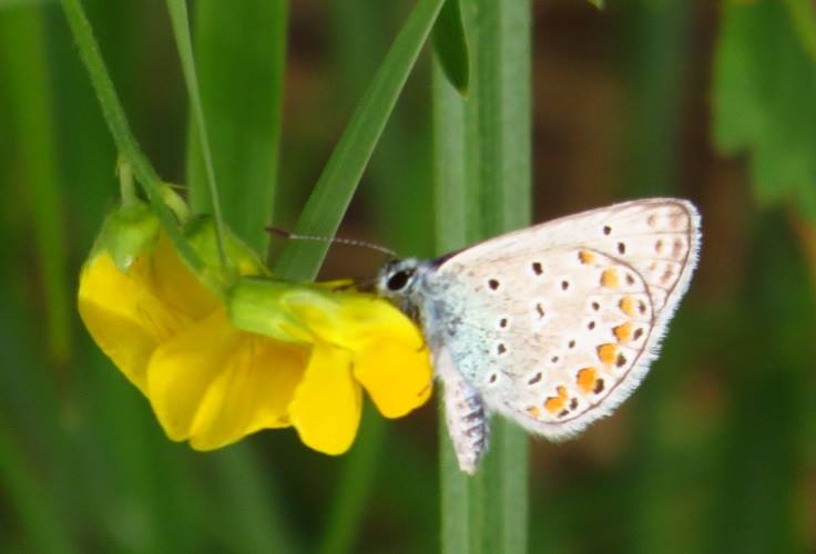 Polyommatus icarus ?
