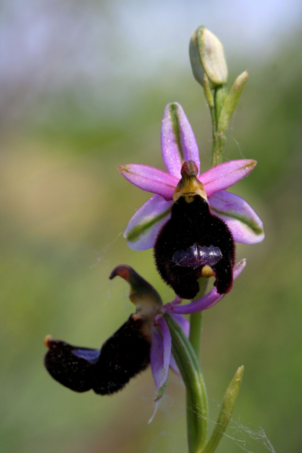 Ophrys bertolonii e O. holoserica