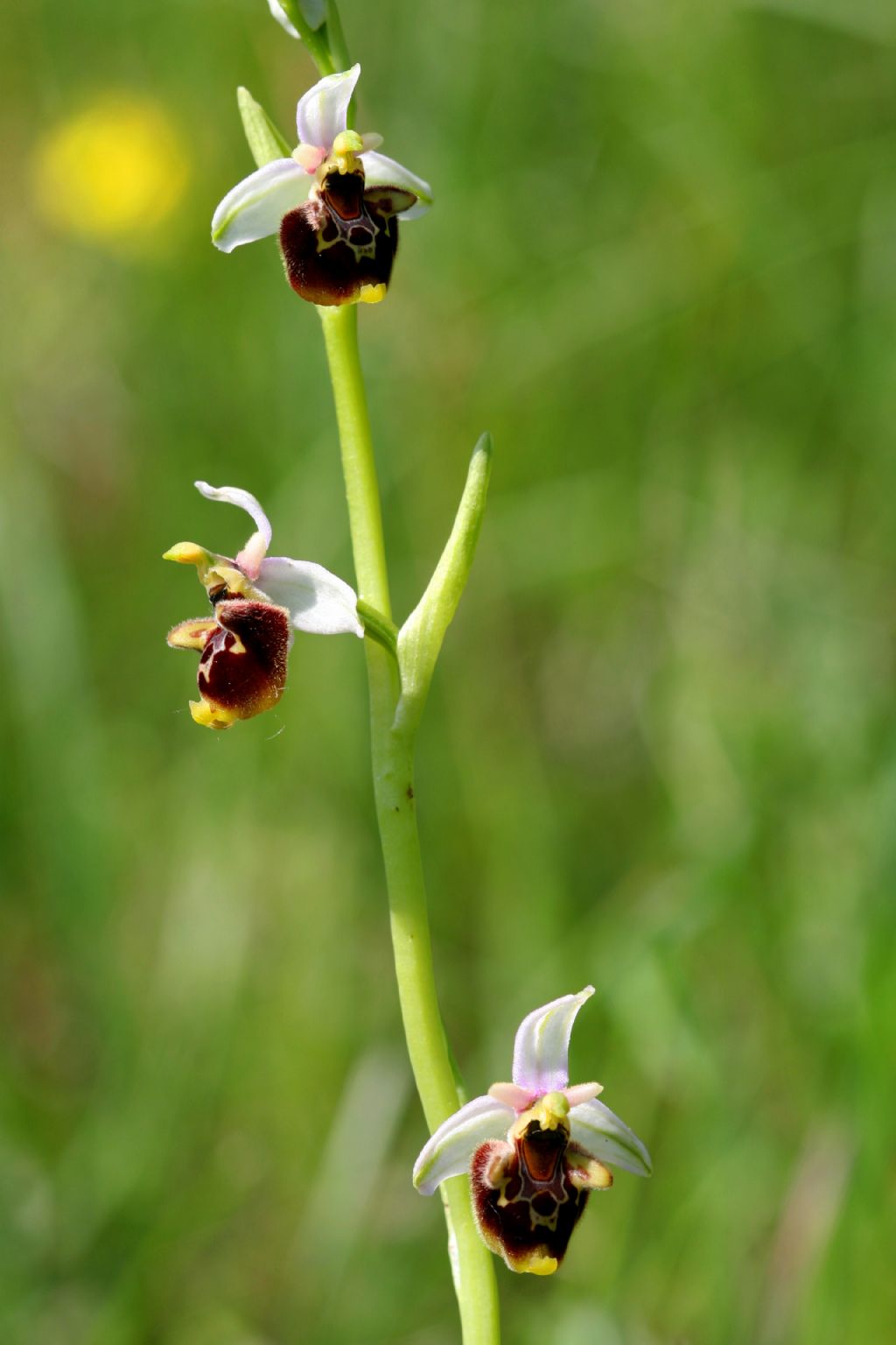Ophrys bertolonii e O. holoserica