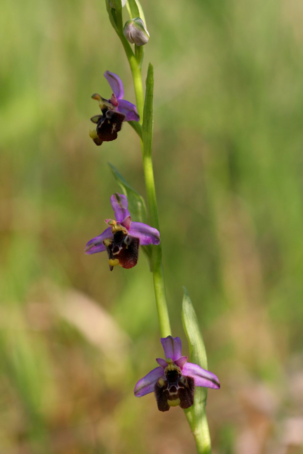 Ophrys bertolonii e O. holoserica