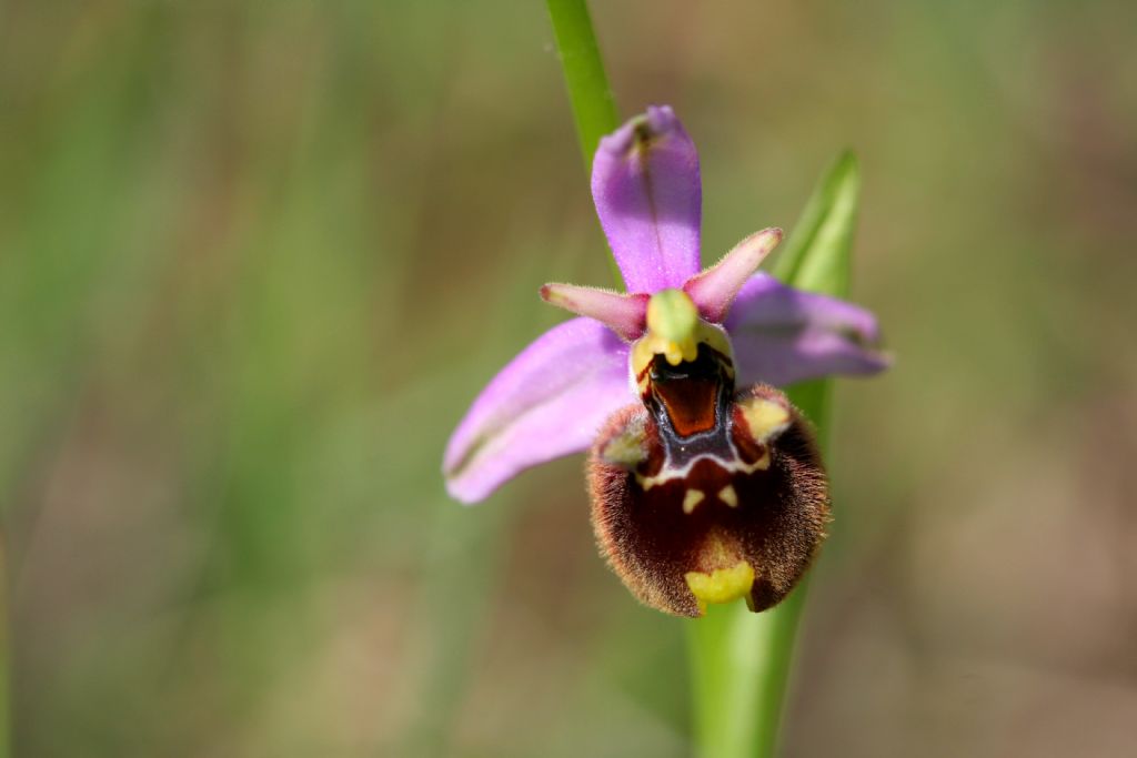 Ophrys bertolonii e O. holoserica
