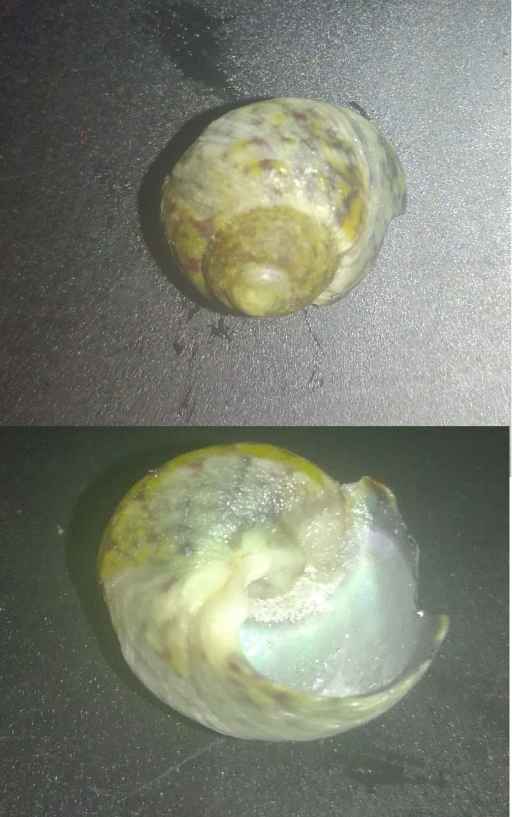 gibbula????
