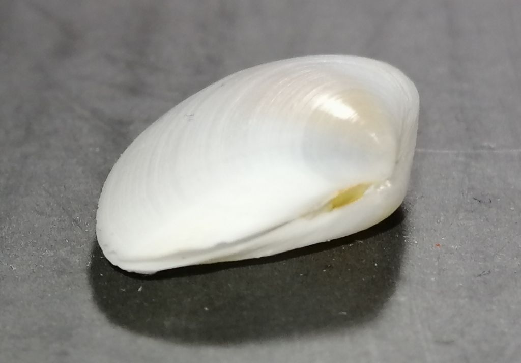 Bivalve da identificare