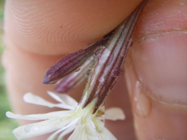 Silene sp. ?