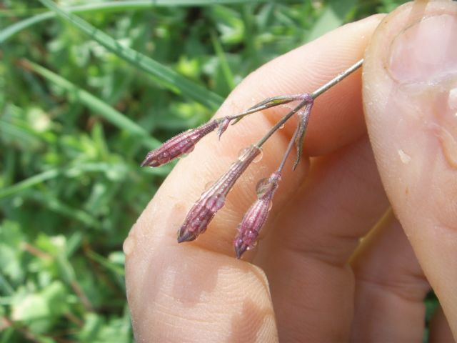 Silene sp. ?