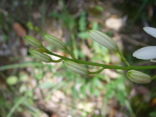 Ornitholagum ?