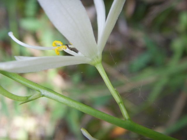 Ornitholagum ?