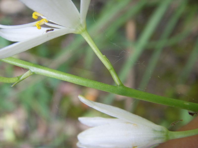 Ornitholagum ?