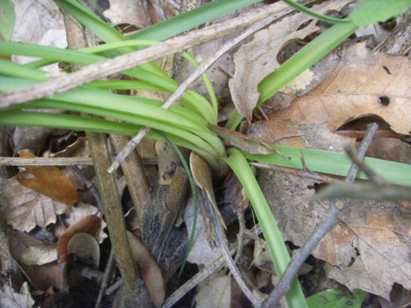Ornitholagum ?
