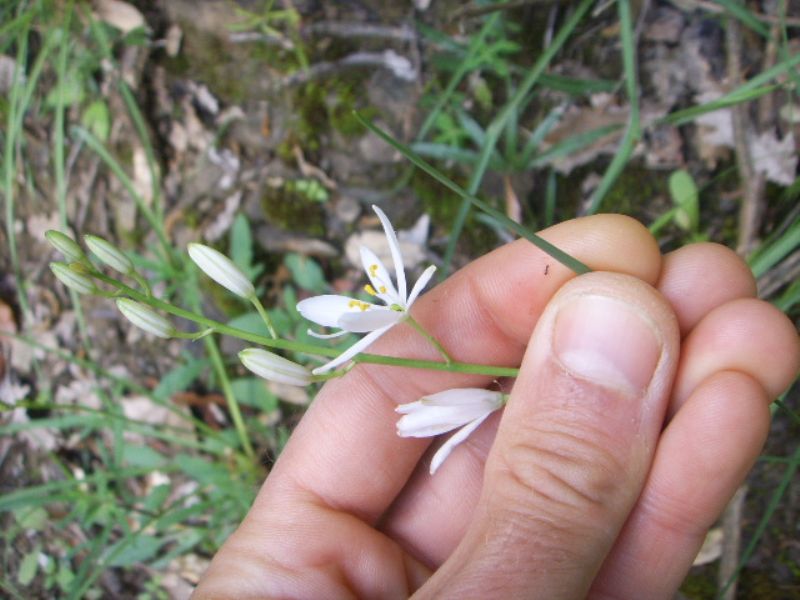 Ornitholagum ?