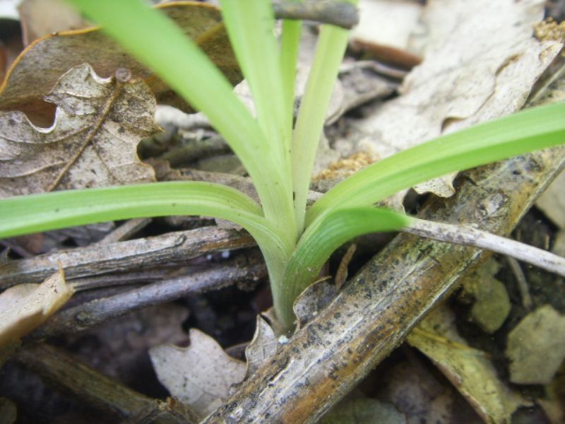 Ornitholagum ?