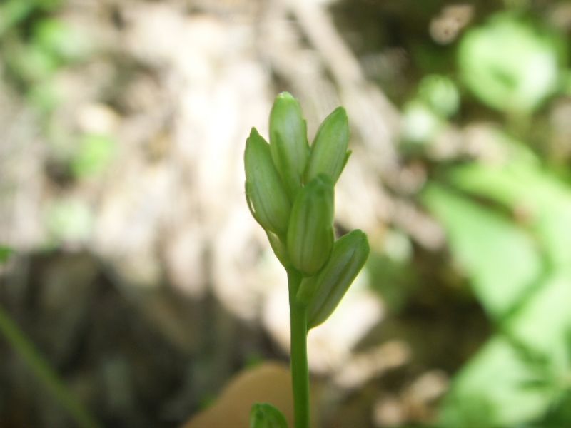 Ornitholagum ?