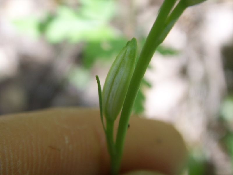 Ornitholagum ?