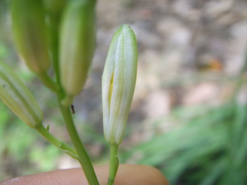 Ornitholagum ?