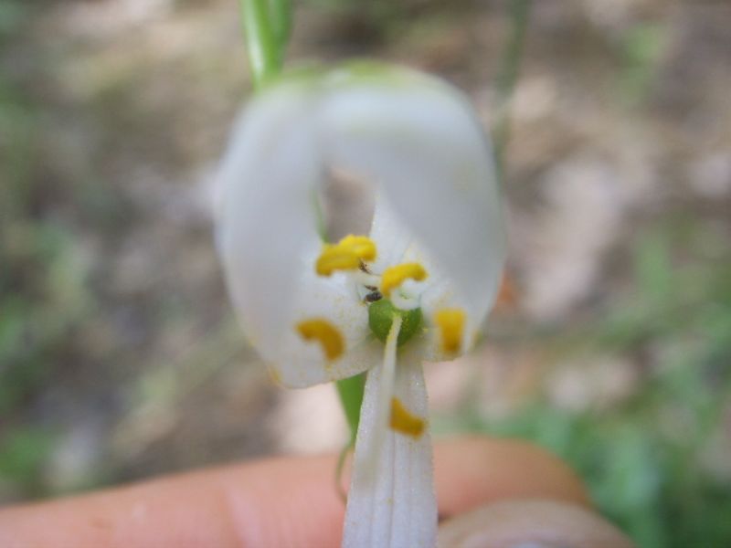 Ornitholagum ?
