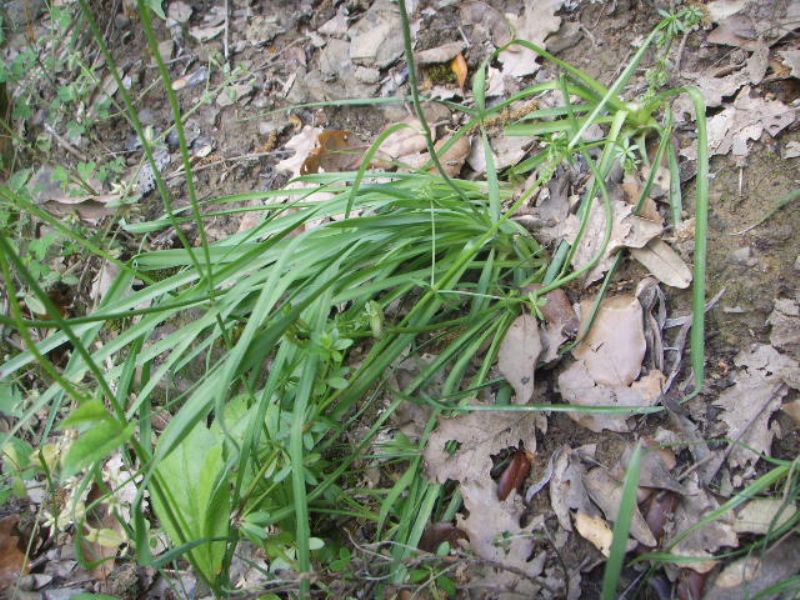 Ornitholagum ?