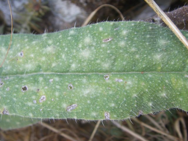 Pianta di sentiero sassoso - Echium vulgare