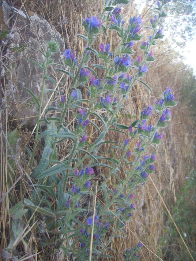 Pianta di sentiero sassoso - Echium vulgare