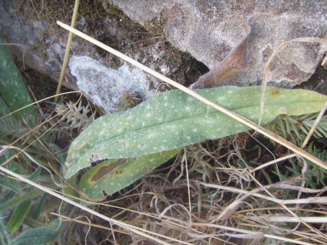 Pianta di sentiero sassoso - Echium vulgare