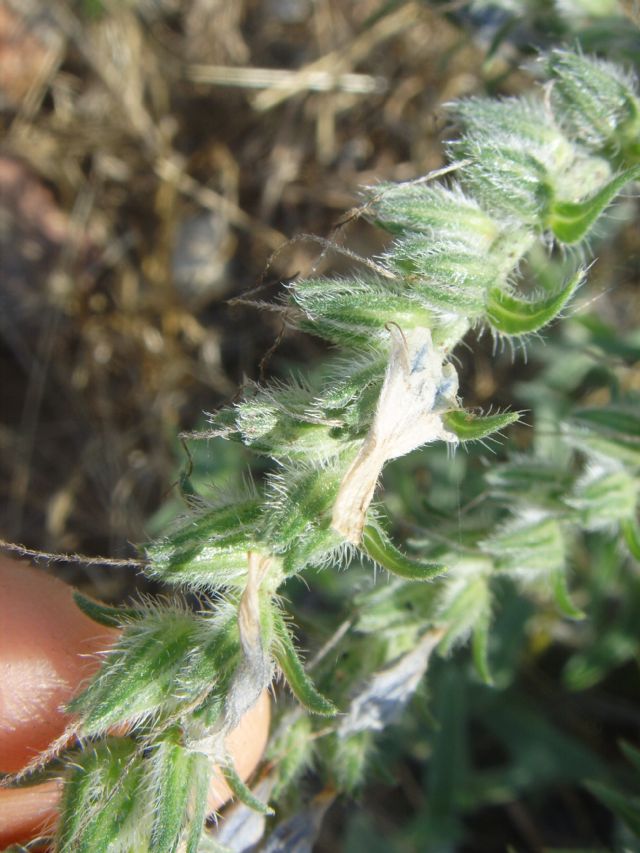 Pianta di sentiero sassoso - Echium vulgare