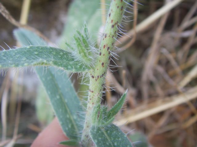 Pianta di sentiero sassoso - Echium vulgare