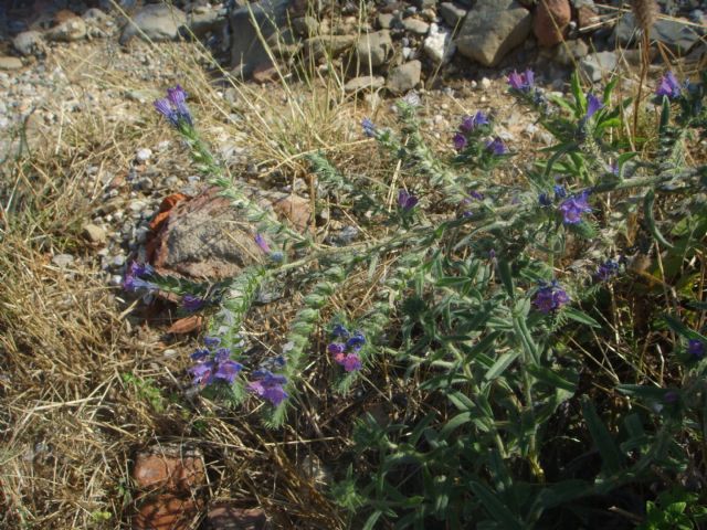 Pianta di sentiero sassoso - Echium vulgare