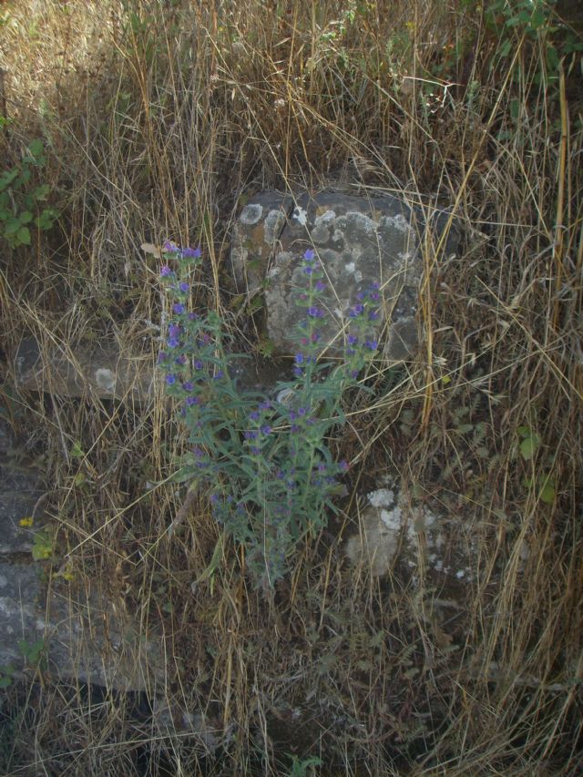 Pianta di sentiero sassoso - Echium vulgare