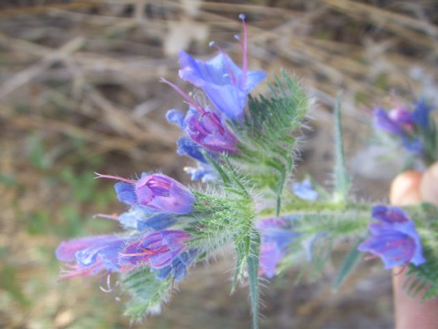 Pianta di sentiero sassoso - Echium vulgare