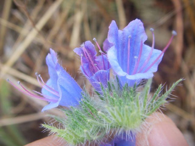 Pianta di sentiero sassoso - Echium vulgare