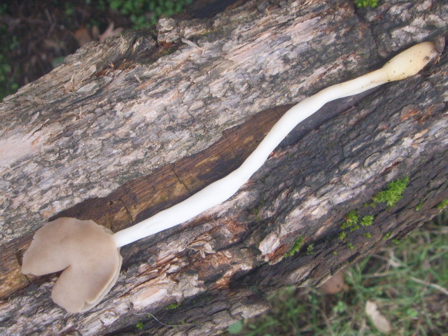 Helvella sp.