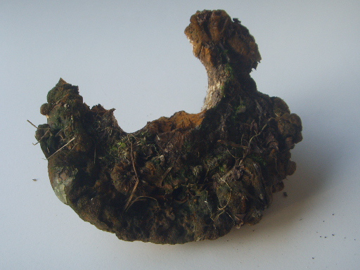 Fungo legnoso a mensola