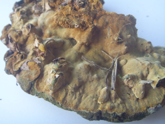 Fungo legnoso a mensola