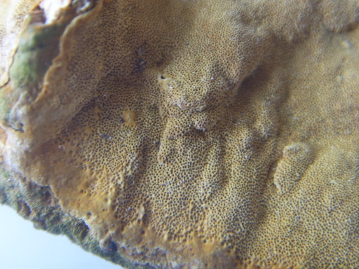 Fungo legnoso a mensola